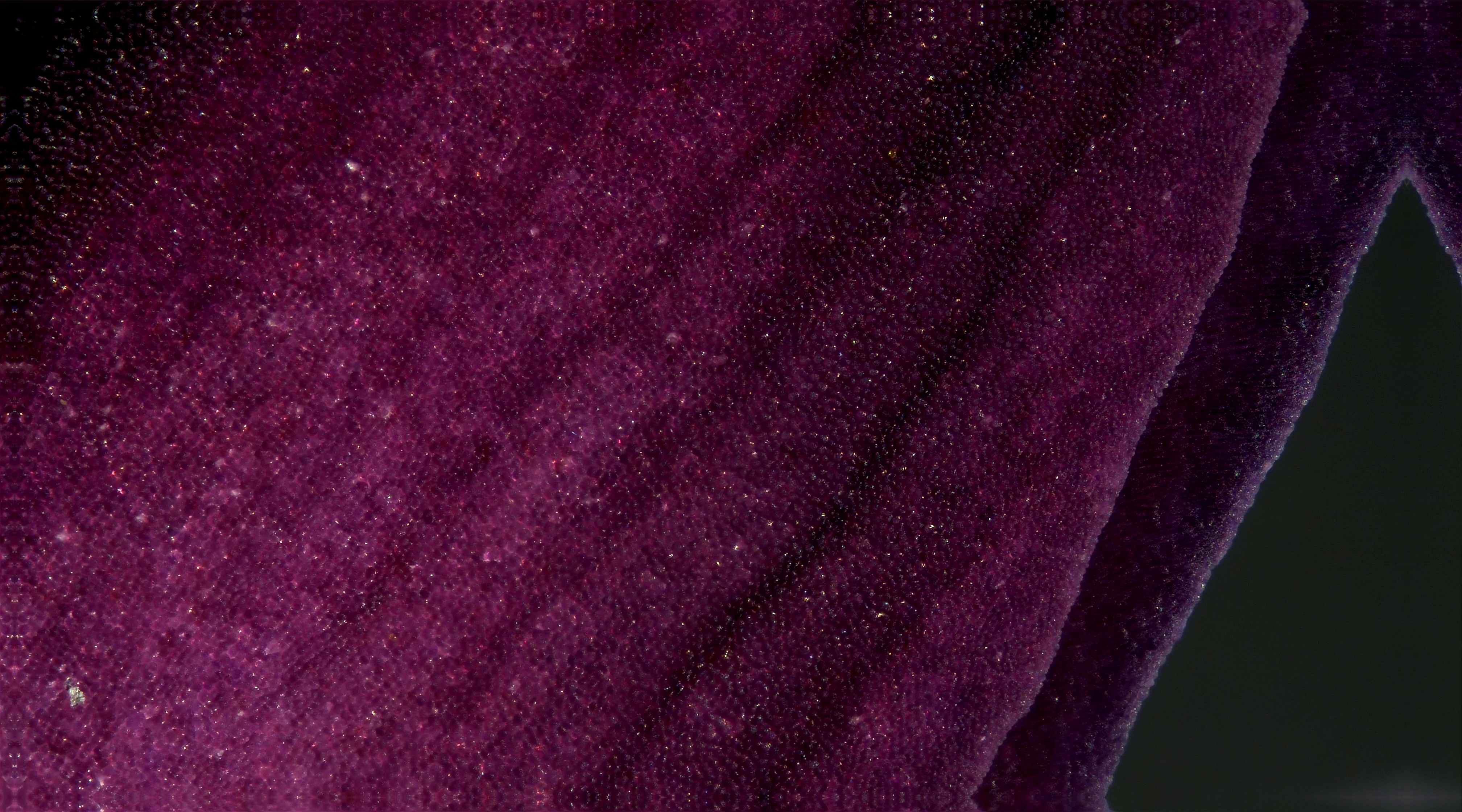 Flower Petal