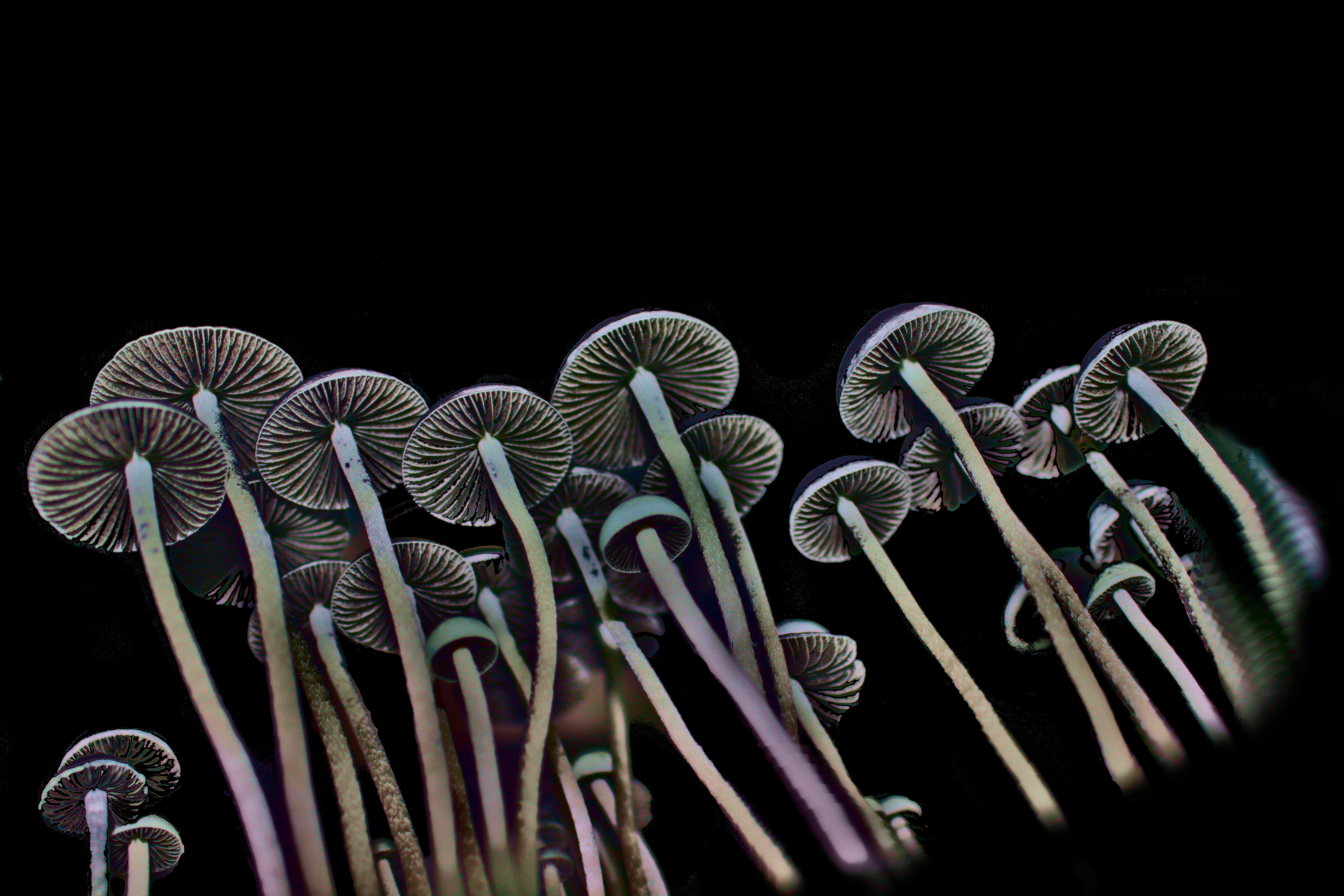 Gills