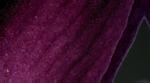 Flower Petal